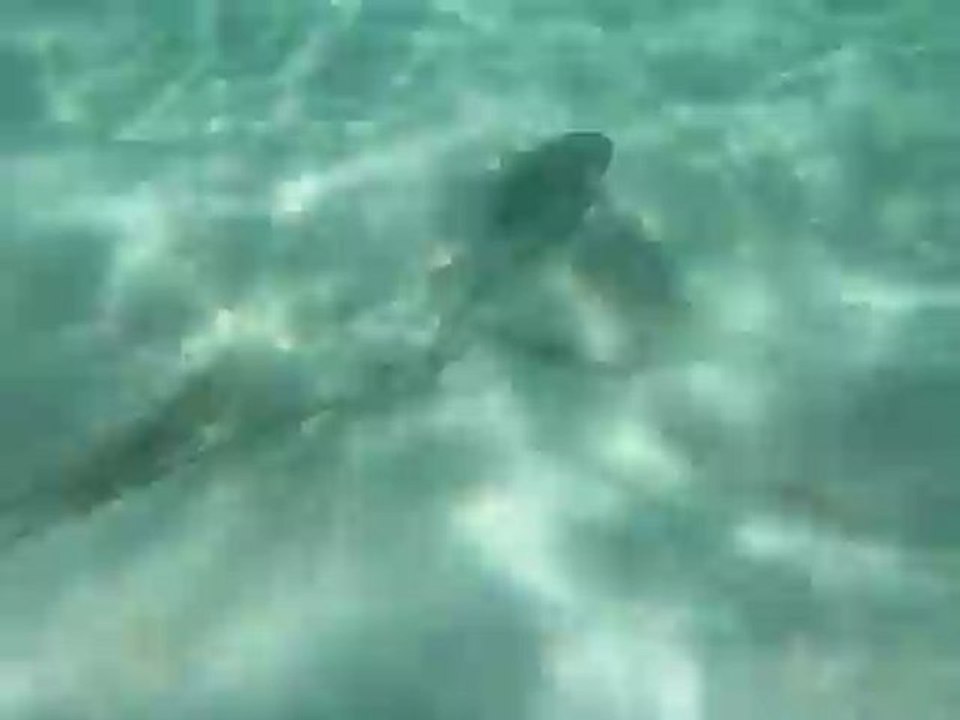 la raie et le poisson