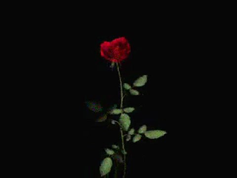 Zekai TUNCA GÜLÜ SUZUZ SENİ AŞKSIZ BIRAKMAM