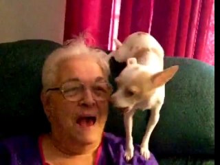 Tio the singing Chihuahua