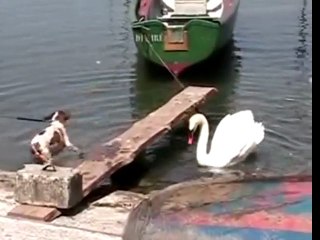 Brave Swan Protects Family 🦢