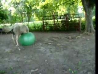 Horse playing with a ball