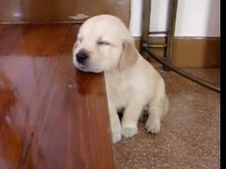 Golden retriever Puppy falling asleep