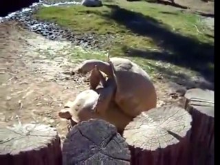 Funny Humping turtle says "WoW"