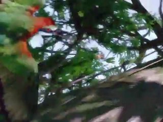 Bee Ride - Clip Bee Ride (English)