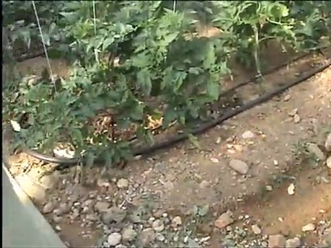 KUMLUCA ZİRAAT ODASI SERA GEZİSİ