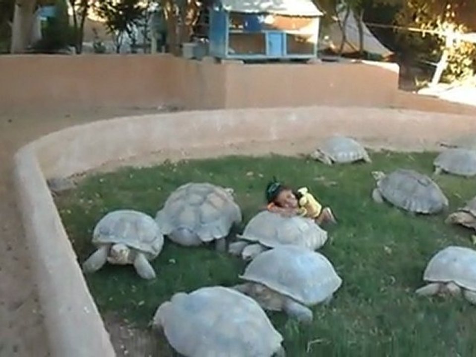 SAM_1567 EMMA ET LES TORTUES