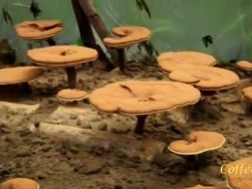 Discover Ganoderma by OG