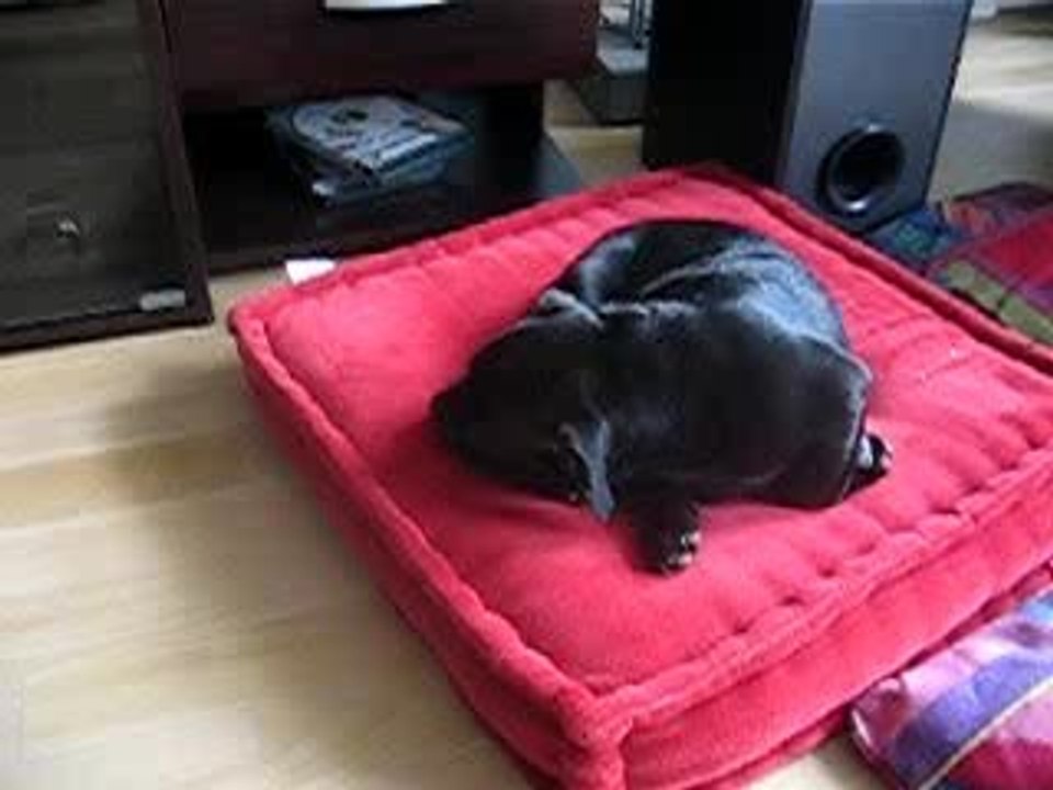 BuZ en pleine sieste  !!!