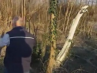 muore colpito da un tronco