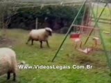 Le Mouton De Régis