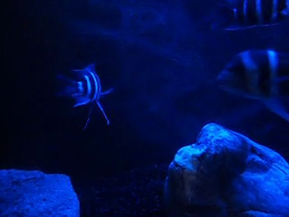 Blue Zaire Moba Dişi ilk yumurta alışı :)))