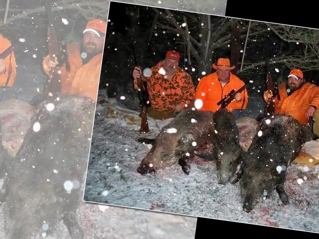Wild Boar Hunting Shippenville Pennsylvania