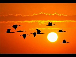 Özcan KAŞIKCI .Turnam yüksekten uçarsın