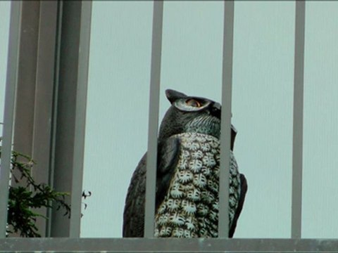 Instalacion de Buho Espanta Pájaros Ahuyenta Palomas