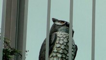 Instalacion de Buho Espanta Pájaros Ahuyenta Palomas