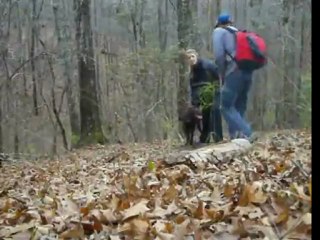 Dog Ruins Marriage Proposal