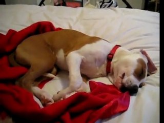 Dog Crying in Sleep