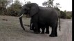 Baby Elephant Sneezes at Tourists