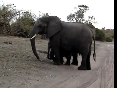 Baby Elephant Sneezes at Tourists