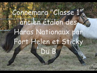 Etalon 2012, Elevage Du Blin