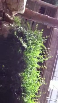 The sun came through the canopy of the trees, cloudy sky there came to all