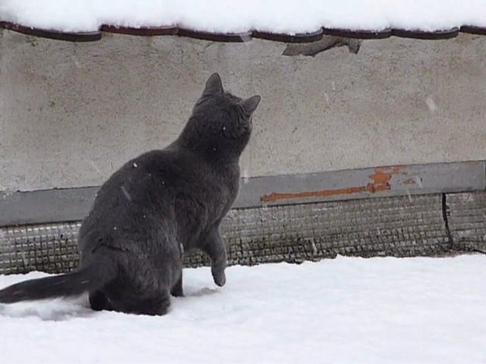 Maya Ze Chat Decouvre La Neige