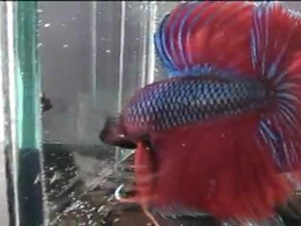 Show Betta Project X. février 2012