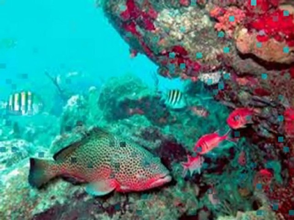 ocean musique  j strauss