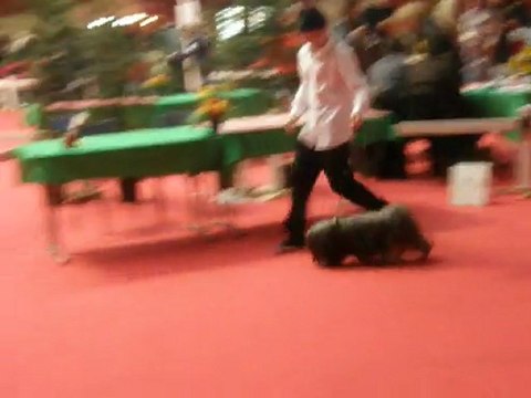 EXPO LHASSA APSO BOURGES 2012