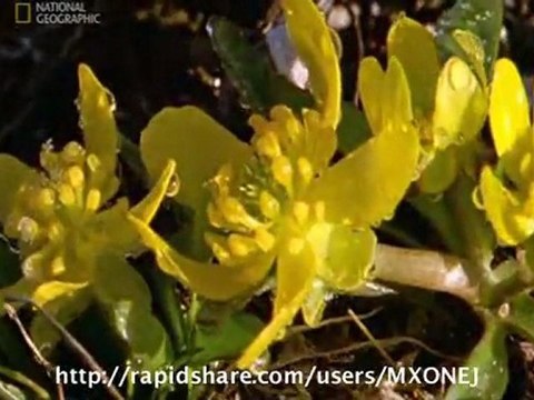 Czysta Nauka Narodziny Ziemi -N.G