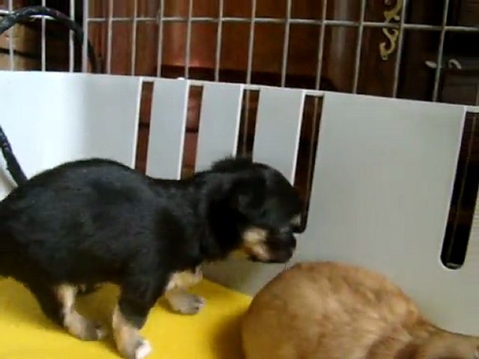 Les Etoiles du clos Maral ,mes chihuahuas de 1 mois .