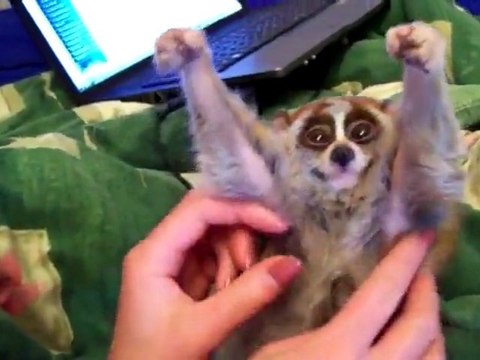 Slow Loris Loves Getting Tickled