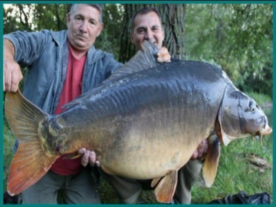 Plusieurs Captures de Monstrueuses Carpes n°3