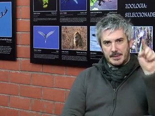 Spiders: when saving energy takes precedence over design