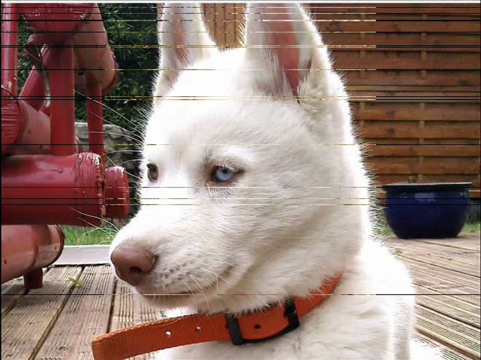 HUSKY SIBERIEN  (GALAK )