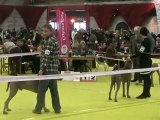 International Dogshow of Bourg en Bresse (Fr) - Weimaraner Speciality Show