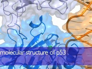 CRUK | Research and trials | High-impact science - The discovery of p53