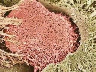 CRUK | Research and trials | Dr Jim Norman - Linking p53 and cancer spread