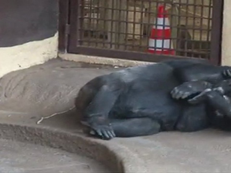 Jeux gorilles suite...