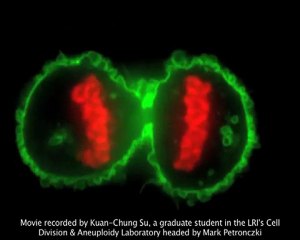 CRUK | Press releases | Understanding cell division - Dr Mark Petronczki