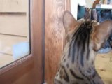 Bengal Cats Rocket & Rumble Watching a Chipmunk Linus Cat Tips