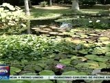 Biólogos venezolanos recuperan laguna en Botánico de Caracas