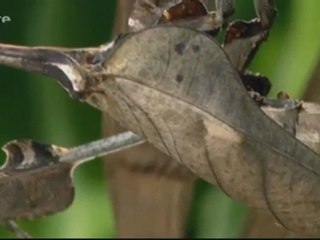 Les petits génies de la survie