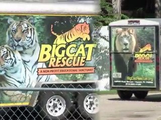 Tiger Surgery - Big Cat Rescue