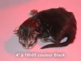 Naissance des chatons de Falésia le 18-2-12