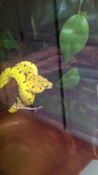 Leuring Morelia viridis