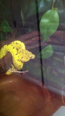 Leuring Morelia viridis