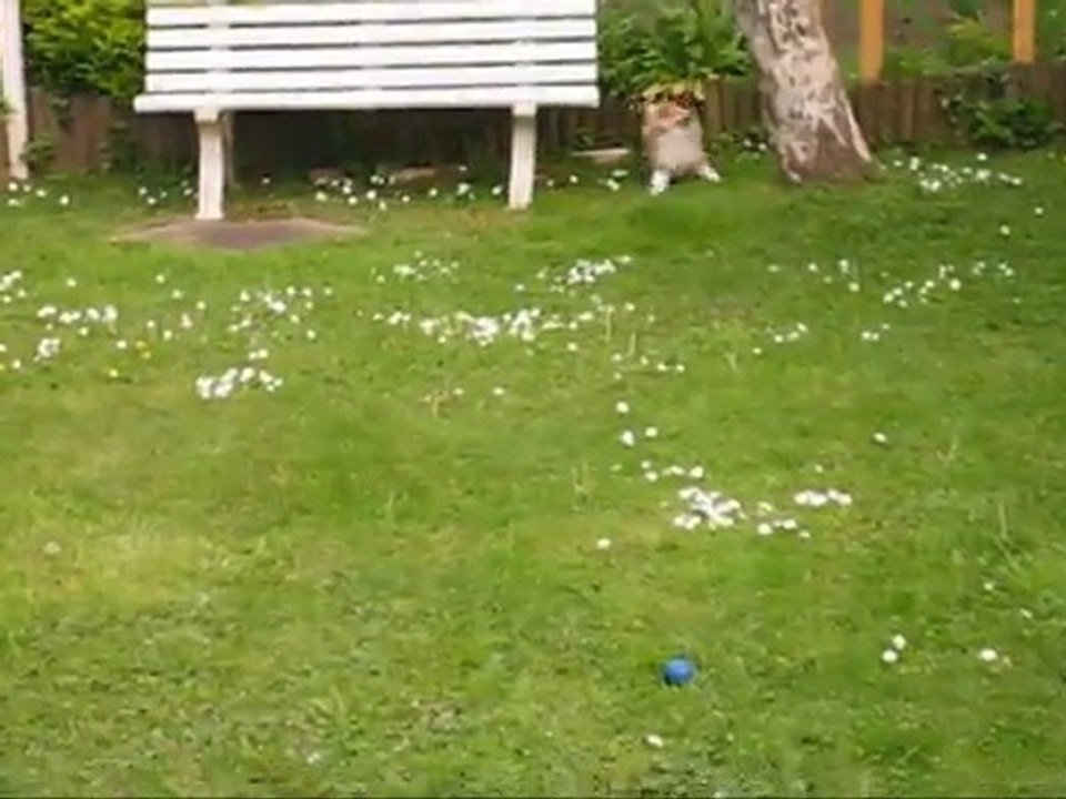 Pas doué le maitre