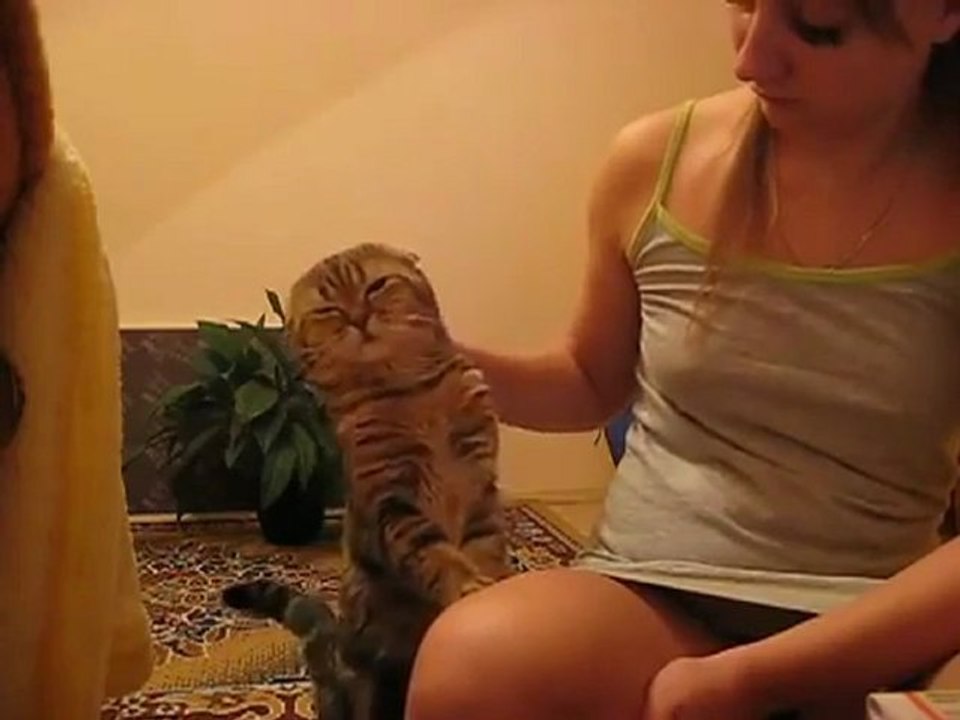 remember_to_pet_your_cat