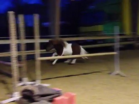 Arlequin premiers sauts en liberté 3